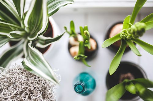 No Green Thumb? No Problem: 7 Easy Houseplants to Liven Your Living Space