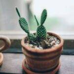 No Green Thumb? No Problem: 7 Easy Houseplants to Liven Your Living Space