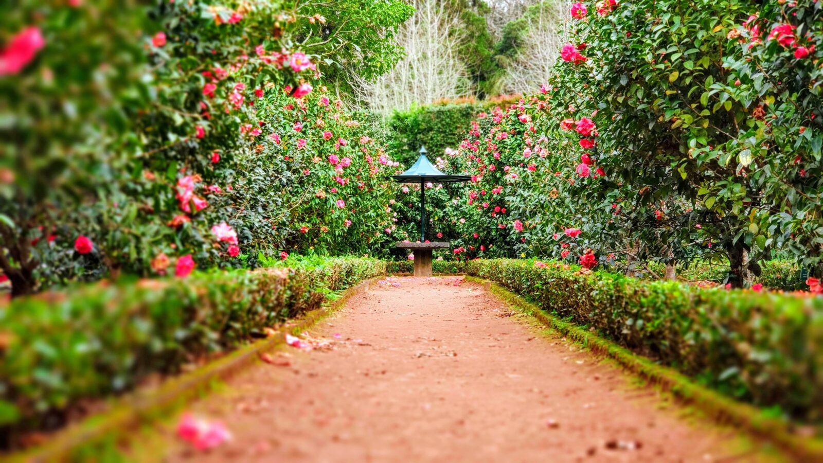Walkway between rose bushes and pink roses