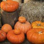 Fall Events in Coastal Orange County: Pumpkin Patches, Festivals & Seasonal Fun