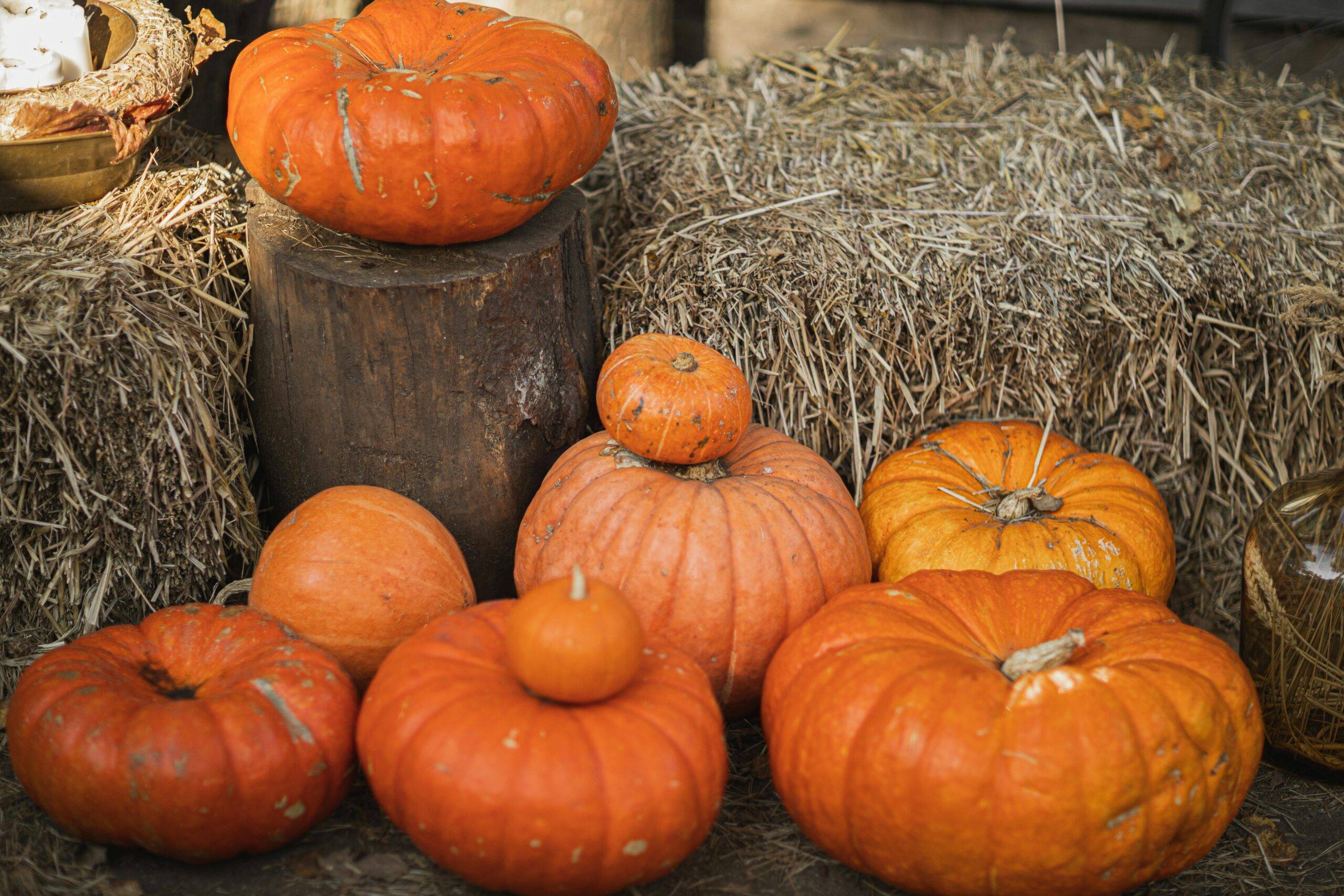 Pumpkins and local fall events in coastal Orange County luxury real estate by the top realtor team, Andy Stavros Group